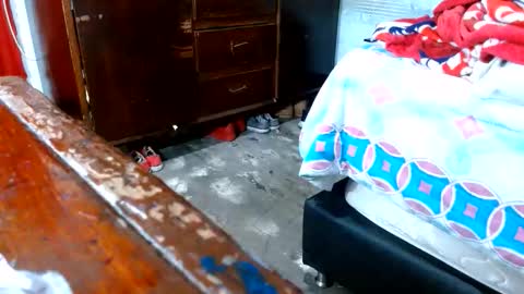 dreamreal online show from November 10, 11:00 am